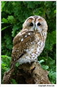 Tawny-Owl-1